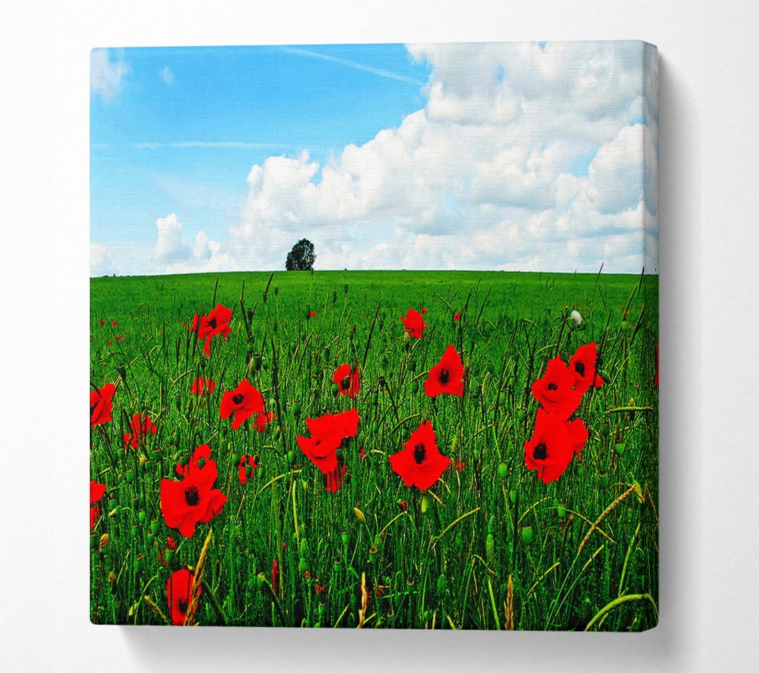  A Canvas Print of Poppy Fields On A Cloudy Day Canvas Art