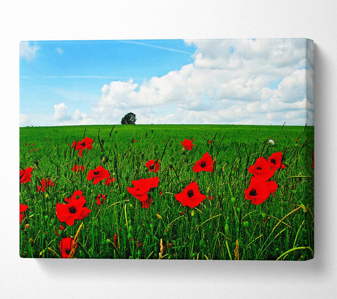  A Canvas Print of Poppy Fields On A Cloudy Day Canvas Art