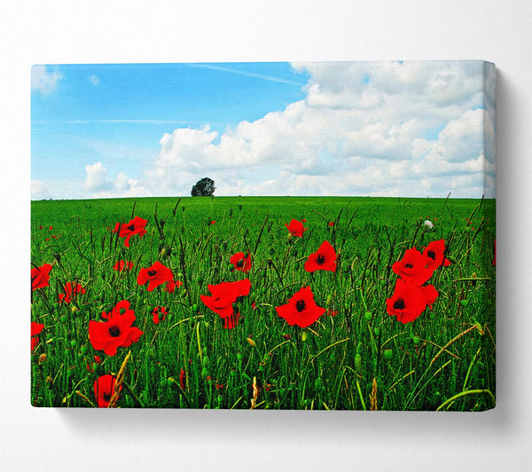  A Canvas Print of Poppy Fields On A Cloudy Day Canvas Art