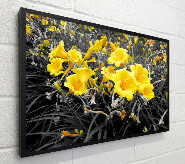 Yellow Trumpet Flowers On B n W