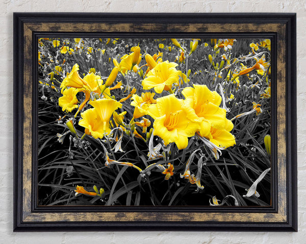 Yellow Trumpet Flowers On B n W Framed Print