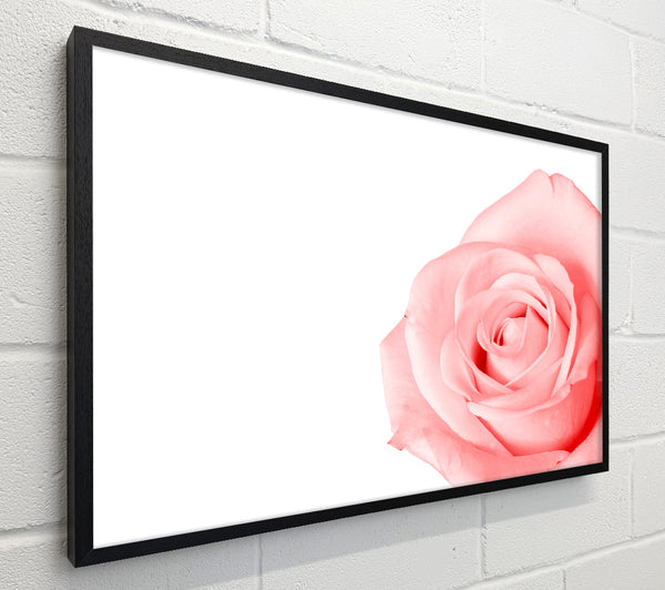 Baby Pink Rose