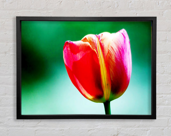 Einzelne rosa Tulpe