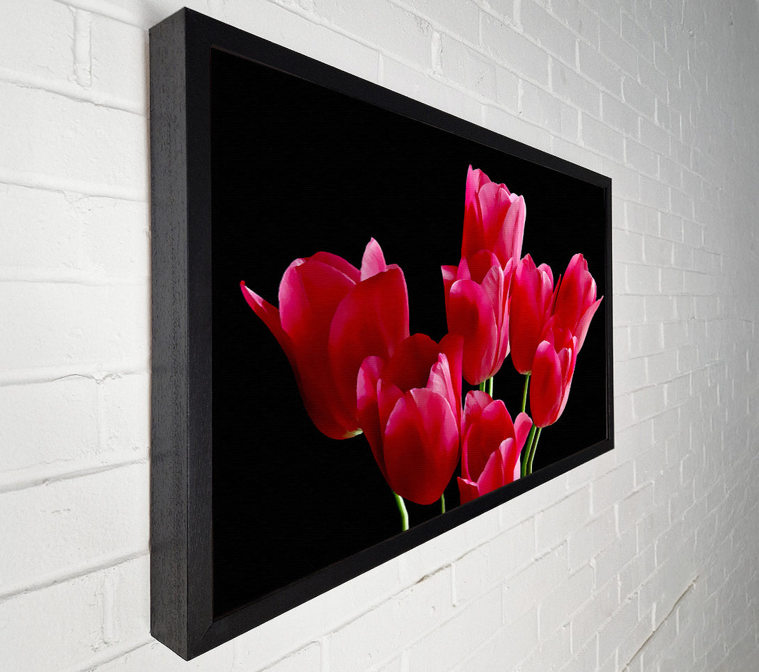 A Canvas Print of Flower Cerise Tulips Canvas Print