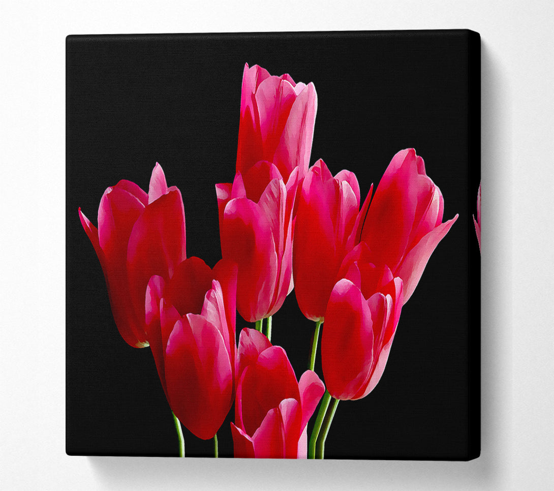  A Canvas Print of Flower Cerise Tulips Canvas Print