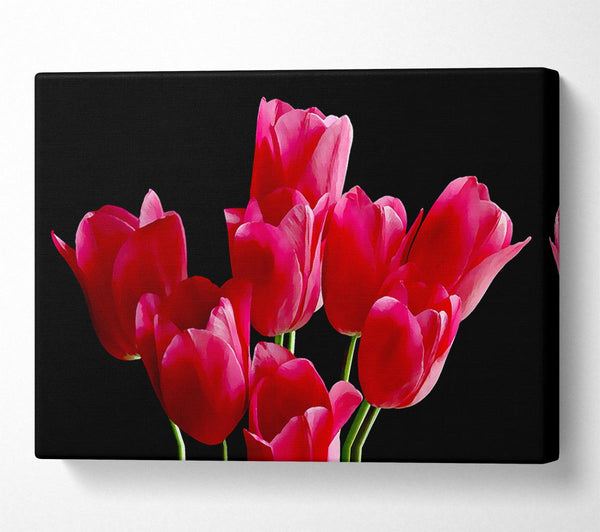  A Canvas Print of Flower Cerise Tulips Canvas Print