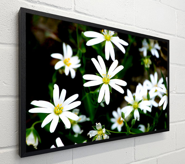 White Garden Daisies