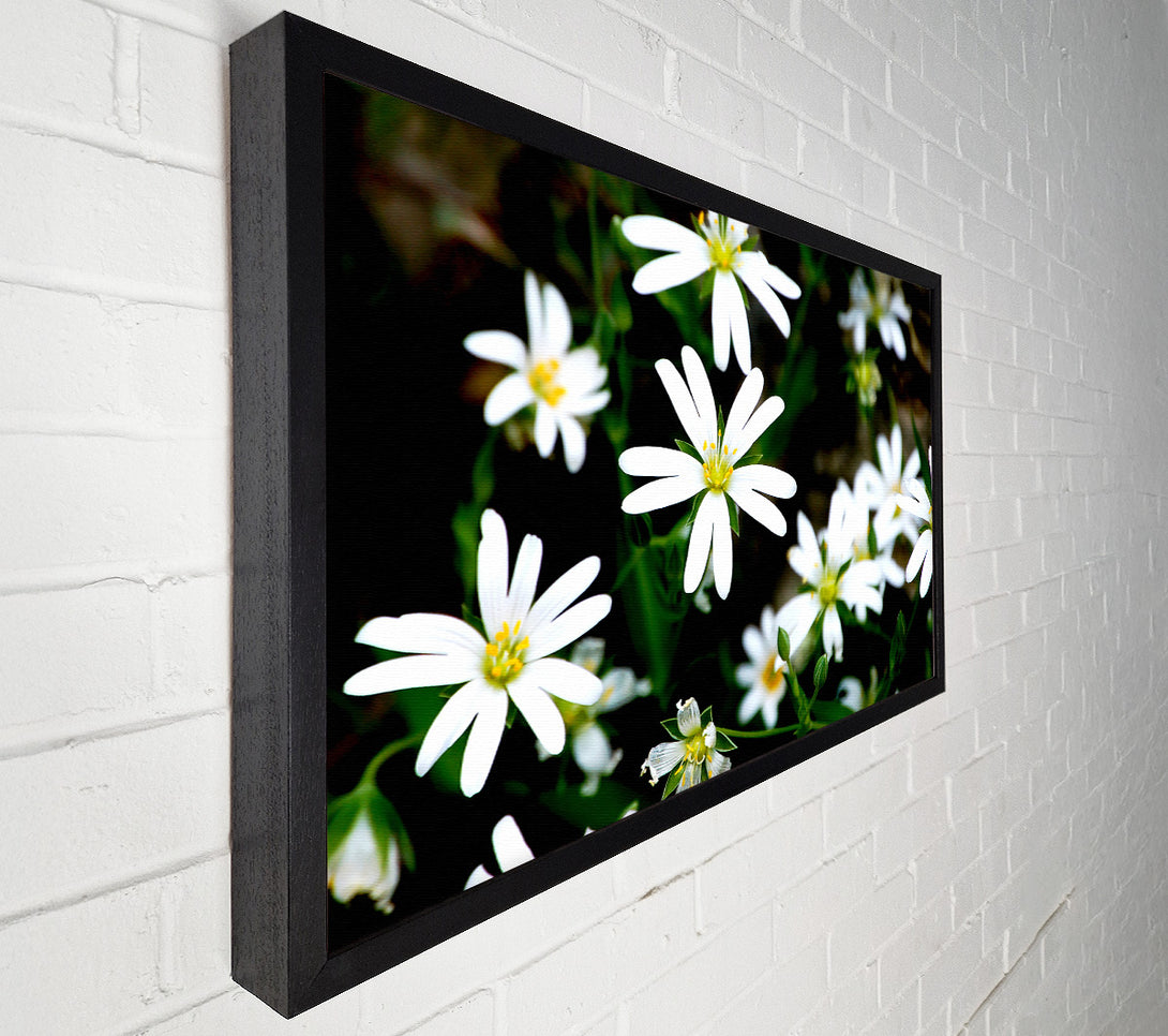  A Canvas Print of White Garden Daisies Canvas Print