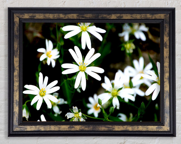 White Garden Daisies Framed Print