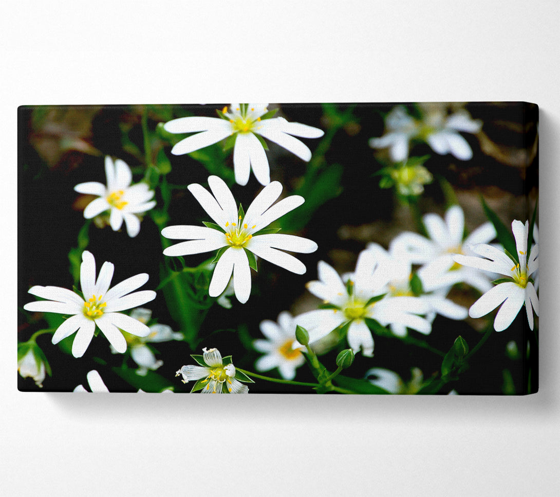  A Canvas Print of White Garden Daisies Canvas Print