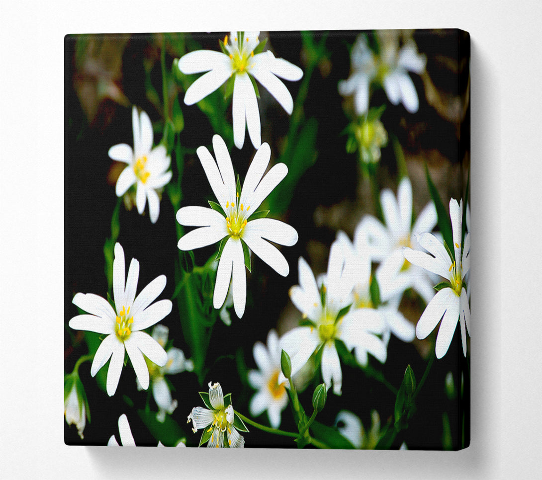  A Canvas Print of White Garden Daisies Canvas Print