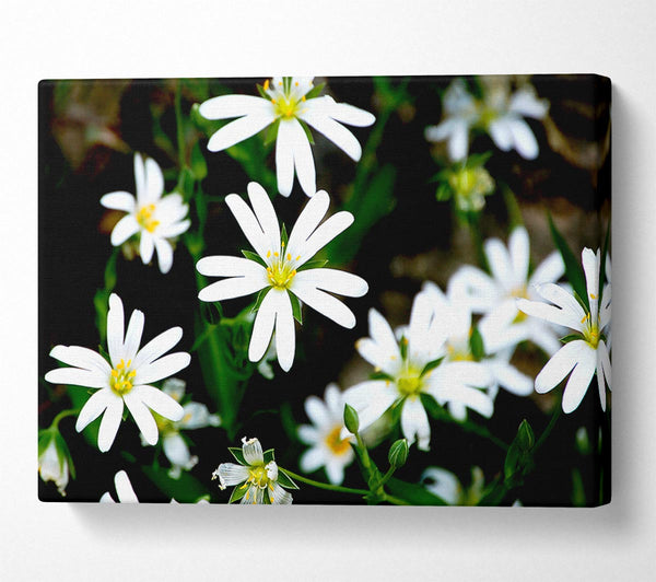  A Canvas Print of White Garden Daisies Canvas Print