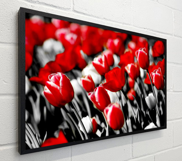 Red Tulips On B n W