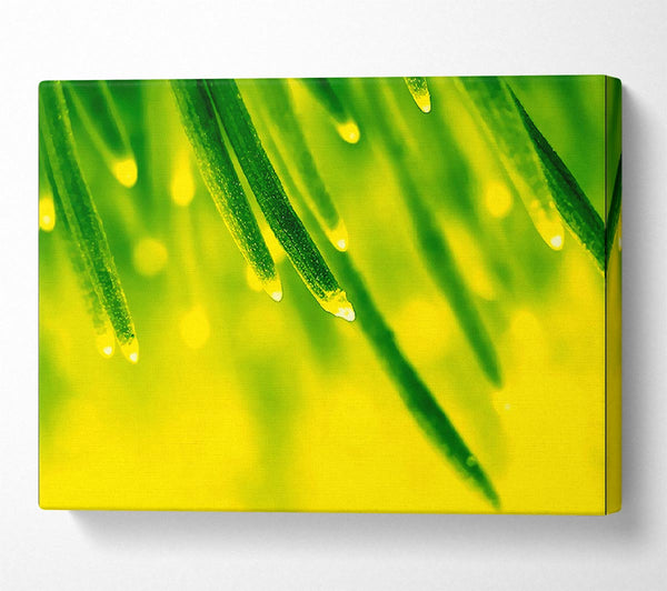  A Canvas Print of Energy Of A Plant Canvas Art