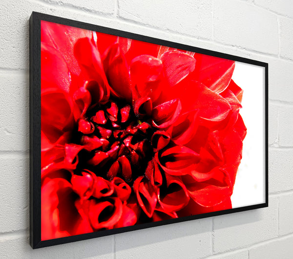 Carnation In Bloom