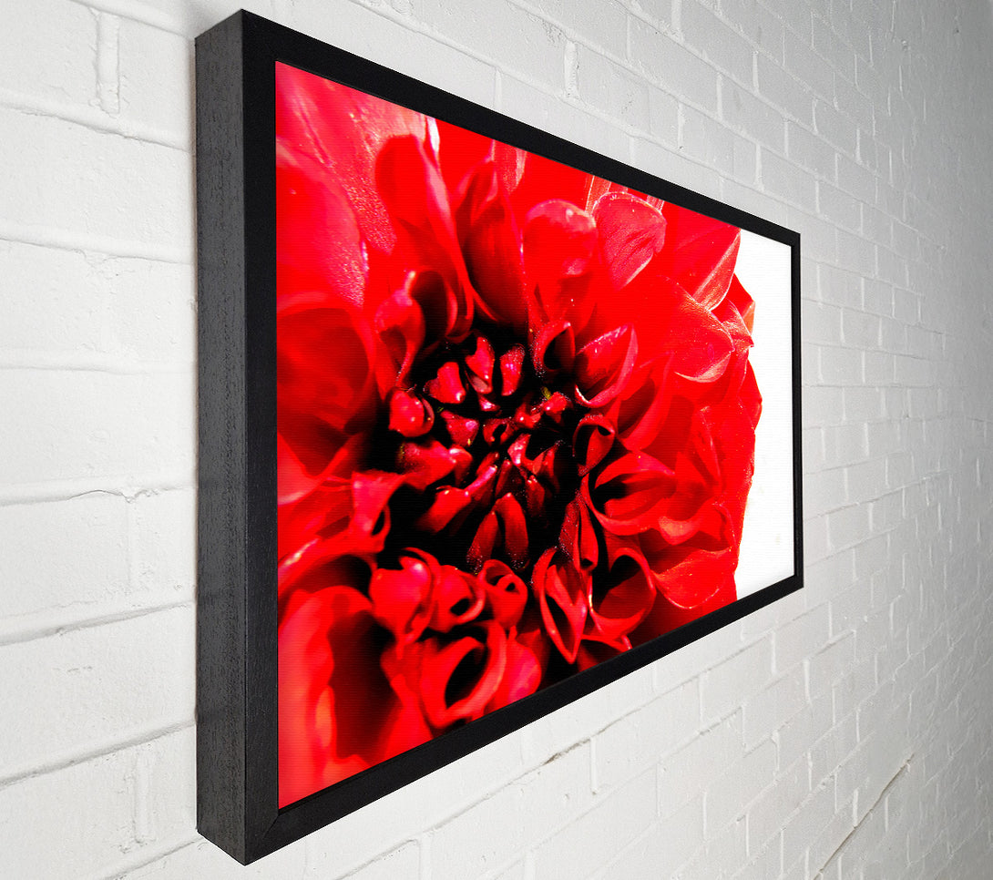  A Canvas Print of Carnation In Bloom Canvas Art