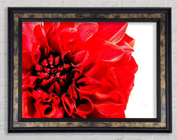 Carnation In Bloom Framed Print