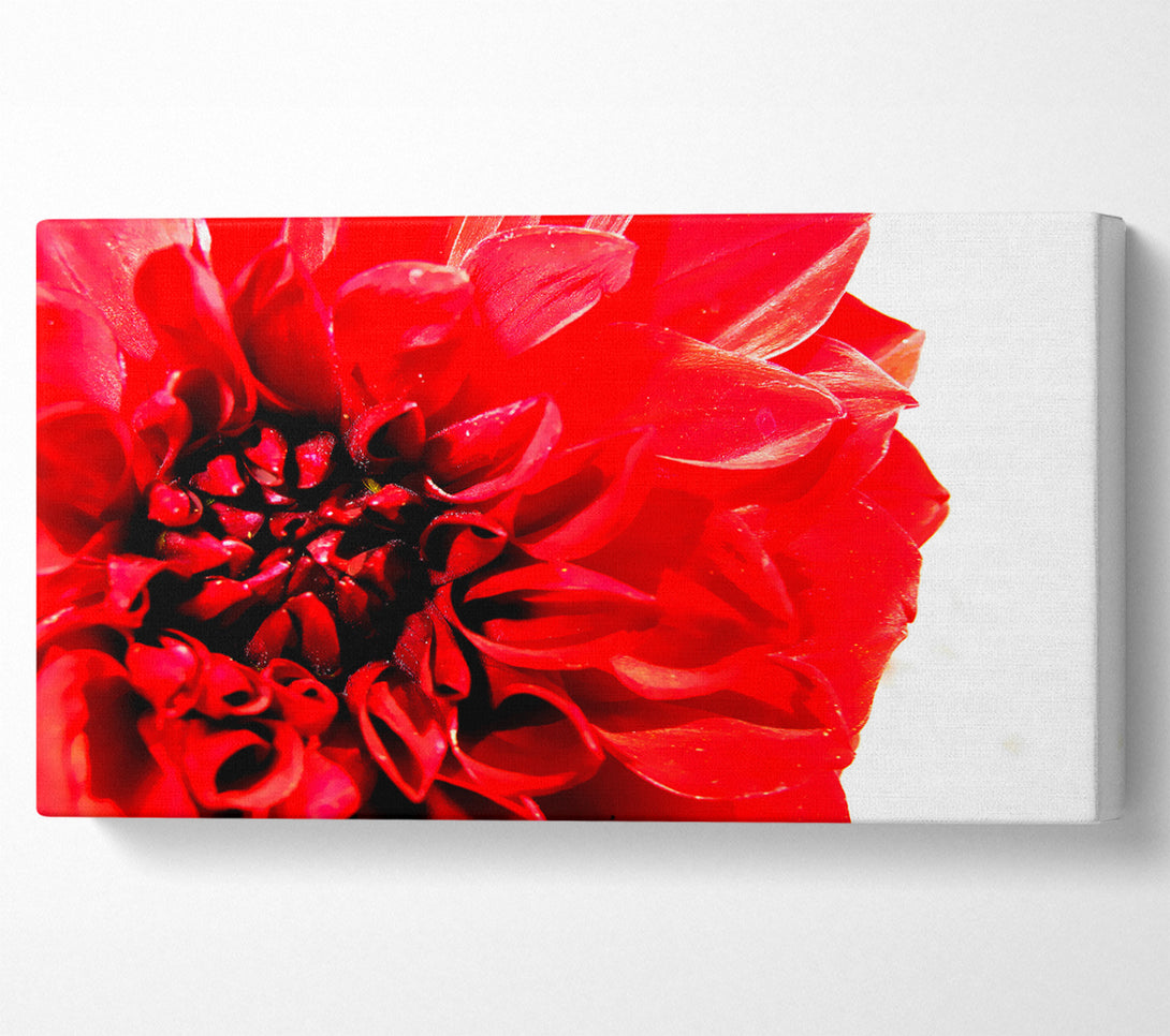  A Canvas Print of Carnation In Bloom Canvas Art