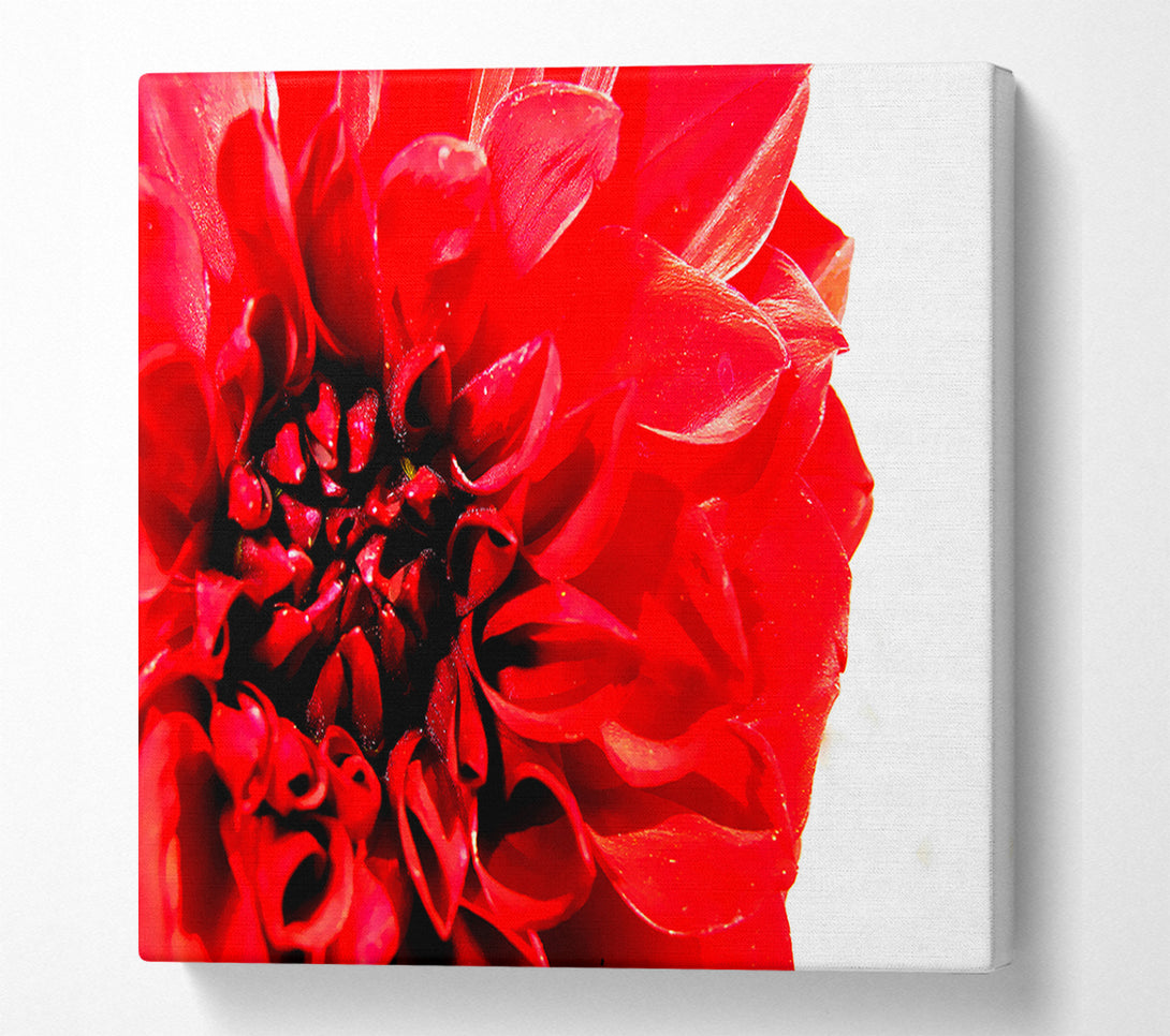  A Canvas Print of Carnation In Bloom Canvas Art