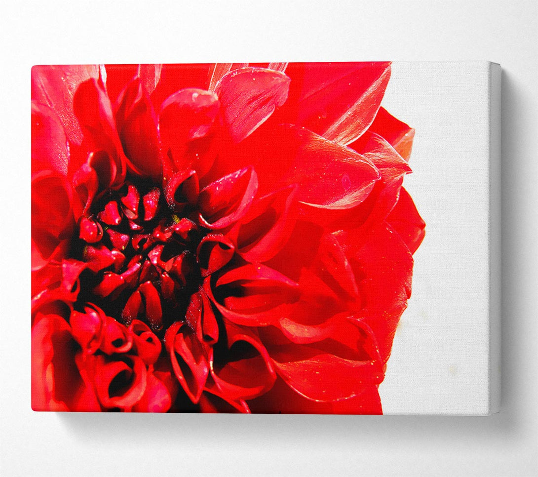  A Canvas Print of Carnation In Bloom Canvas Art