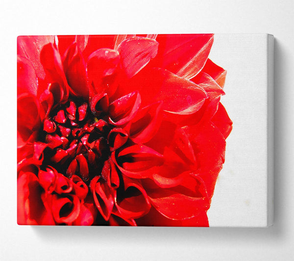  A Canvas Print of Carnation In Bloom Canvas Art