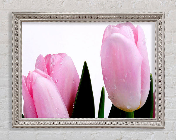 Babyrosa Tulpen