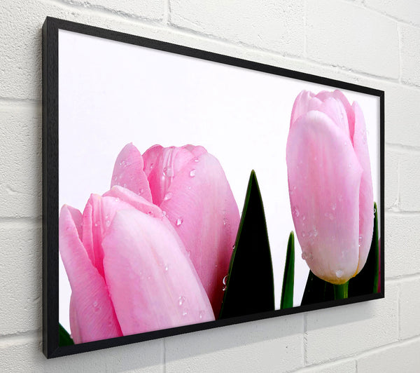 Baby Pink Tulips