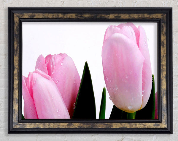 Baby Pink Tulips Framed Print