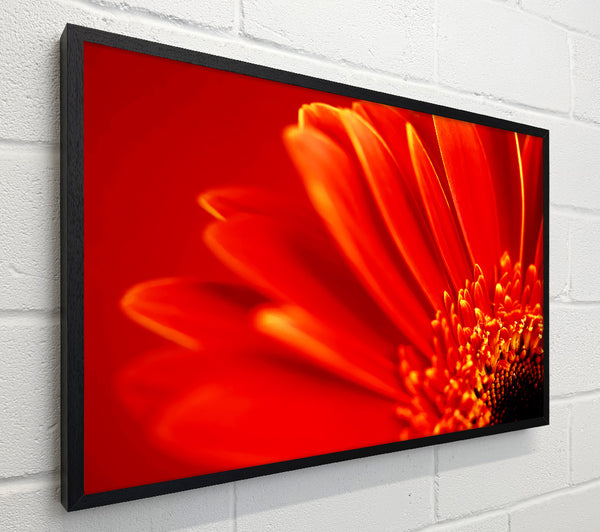 Orange On Orange Gerbera Petals