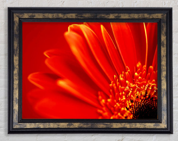 Orange On Orange Gerbera Petals Framed Print