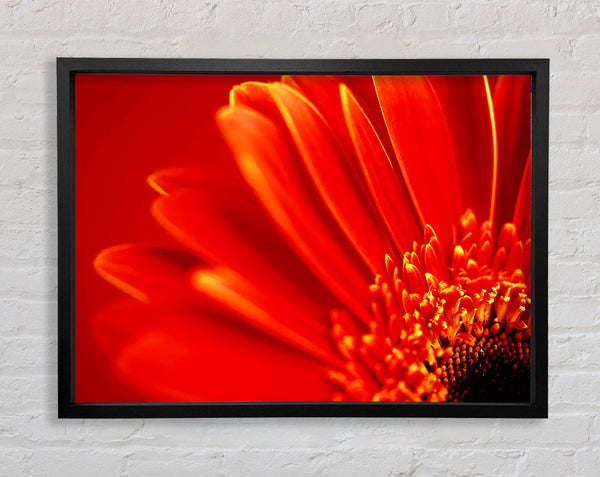 Orange auf orange Gerbera Blütenblätter