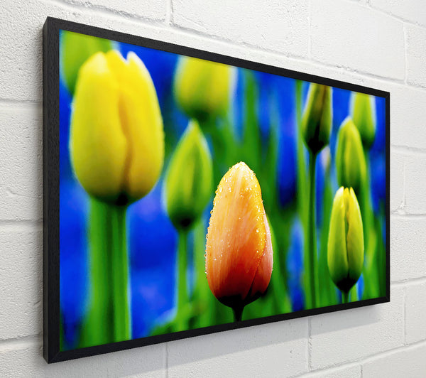 Yellow Tulips In A Blue Field