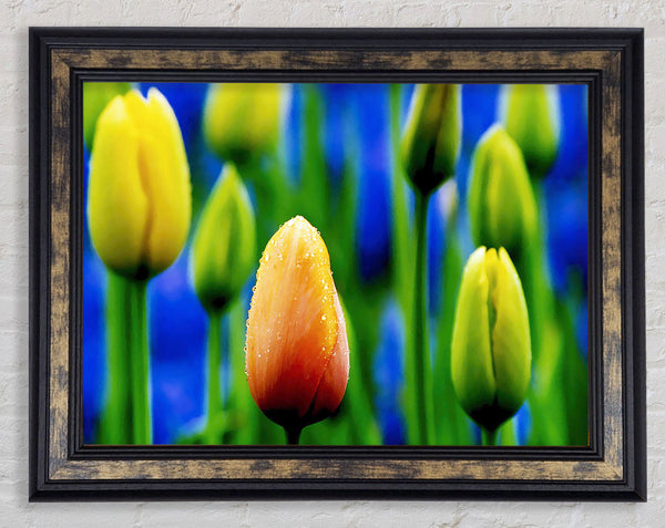 Yellow Tulips In A Blue Field Framed Print