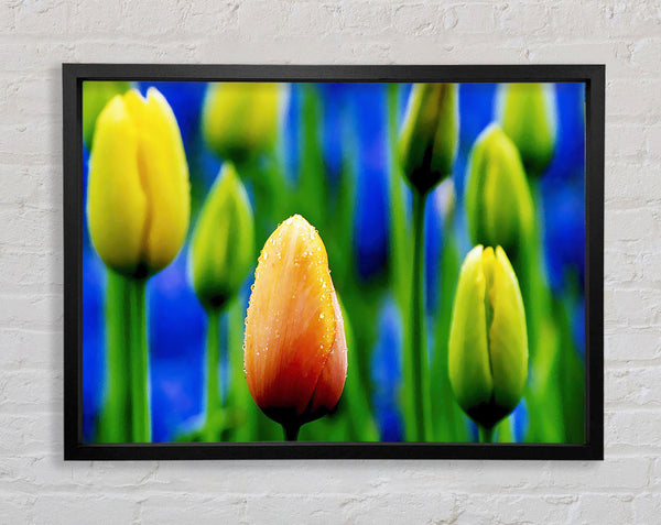Gelbe Tulpen in einem blauen Feld