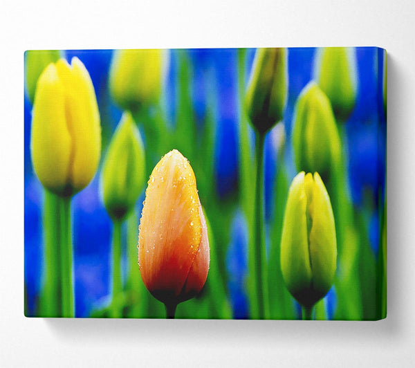 Yellow Tulips In A Blue Field