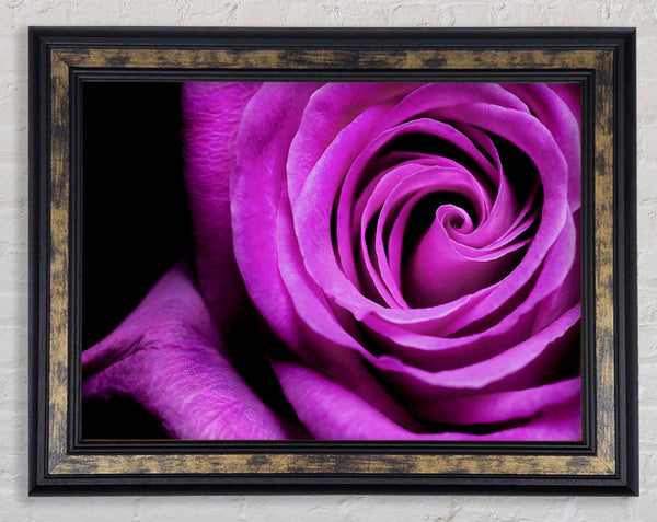 Purple Velvet Rose Framed Print