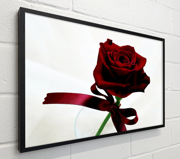Deep Red Rose