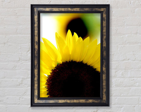 Vibrant Yellow Sunflower Framed Print