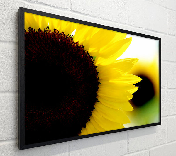 Sunflower Really Close-Up