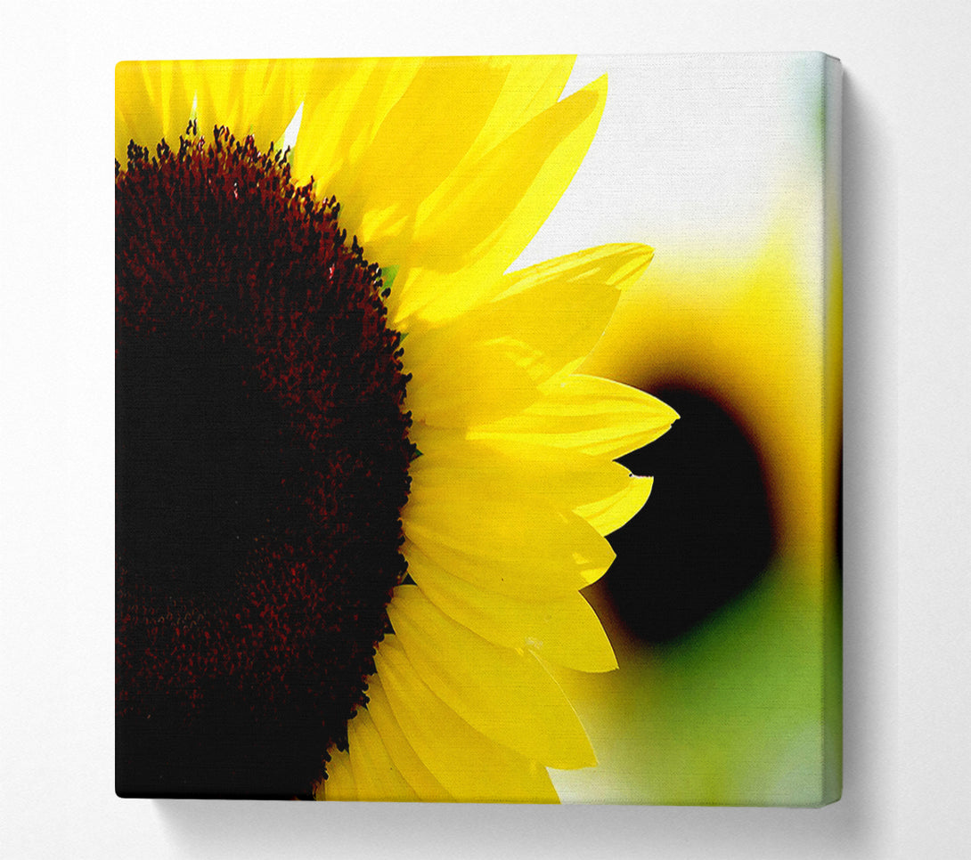  A Canvas Print of Sunflower Really Close-Up Canvas Art