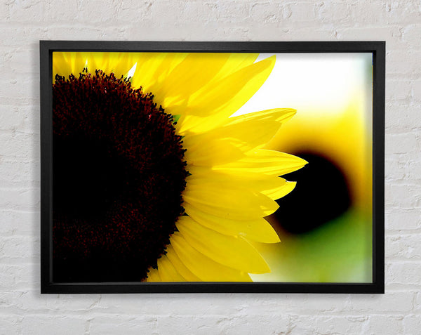 Sonnenblume wirklich Nahaufnahme