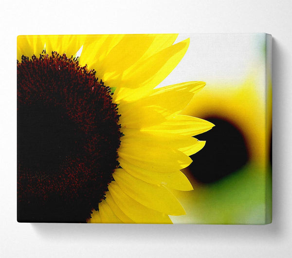  A Canvas Print of Sunflower Really Close-Up Canvas Art