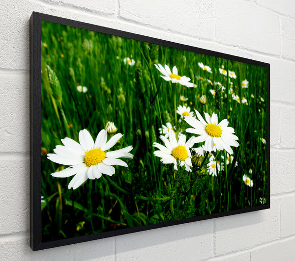White Daisy Field Amongst The Grass