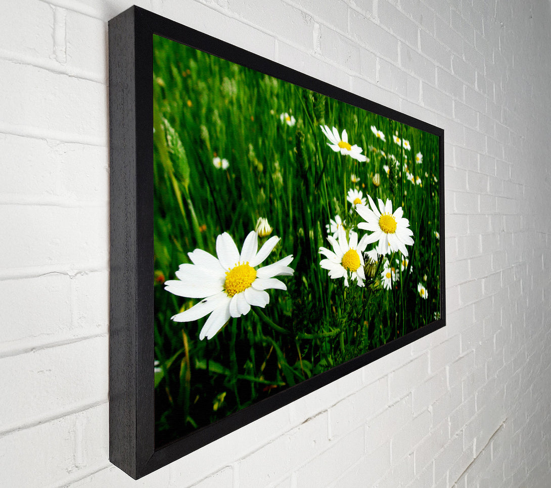  A Canvas Print of White Daisy Field Amongst The Grass Canvas Print