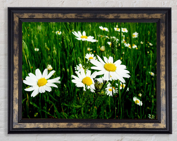 White Daisy Field Amongst The Grass Framed Print