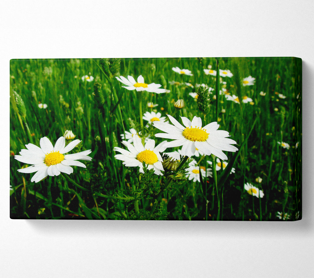  A Canvas Print of White Daisy Field Amongst The Grass Canvas Print