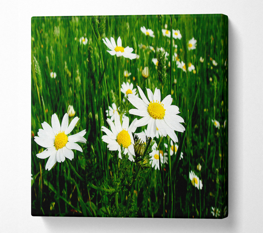  A Canvas Print of White Daisy Field Amongst The Grass Canvas Print