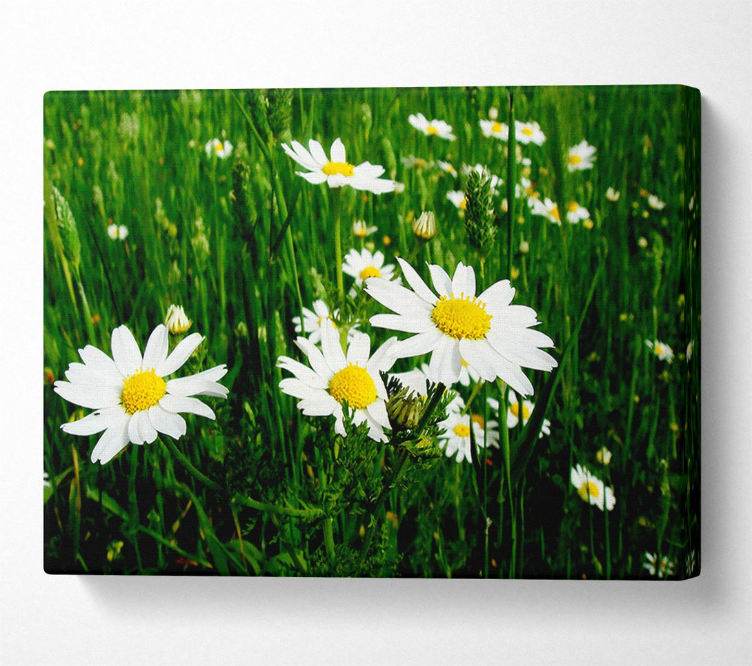  A Canvas Print of White Daisy Field Amongst The Grass Canvas Print