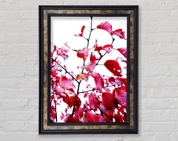 Red Leaves In Autumn Framed Print