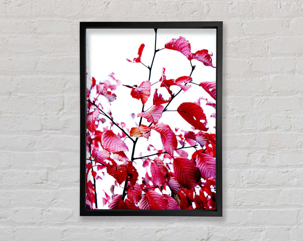 Red Leaves In Autumn Framed Print